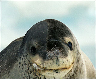 20120522-seal leopard seal Antarctic dd.jpg